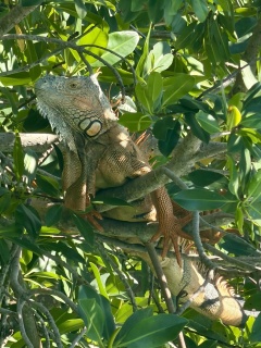 The coolest orange iguana